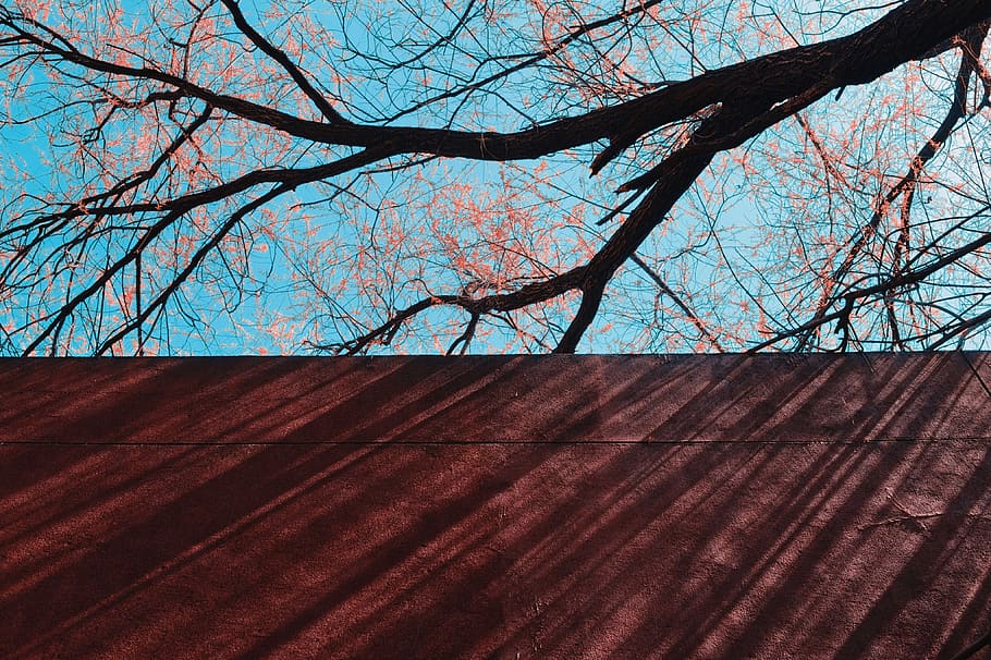 architecture, sky, trees, bare tree, branch, red, no people HD wallpaper
