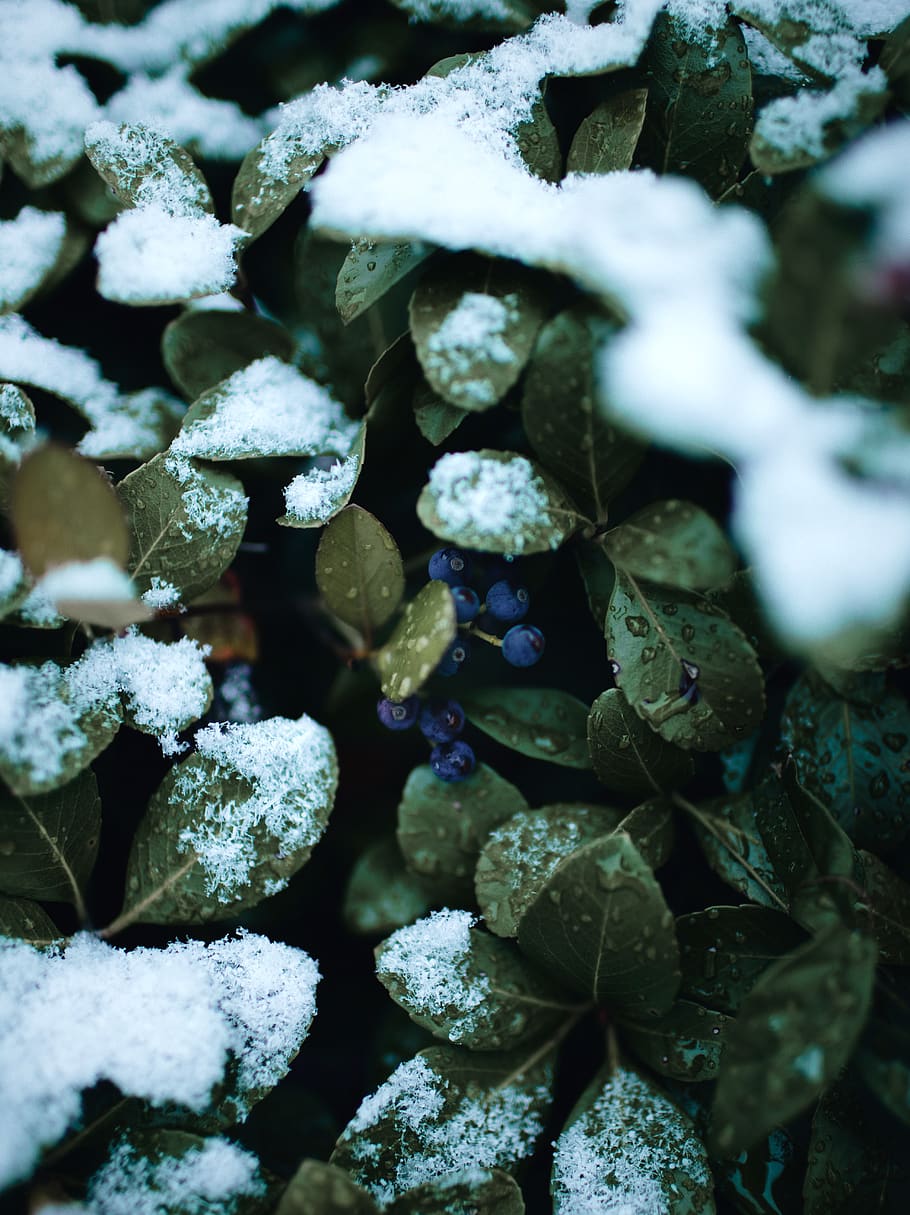 green-leafed plants covered with snow, nature, outdoors, ice HD wallpaper