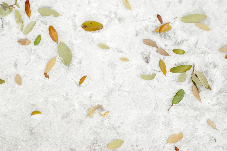 Fallen Leaves , cold, frost, ice, season, snow, snowy, weather HD wallpaper