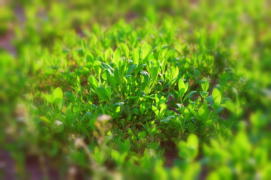 background, ecology, environment, field, grass, green, lawn HD wallpaper