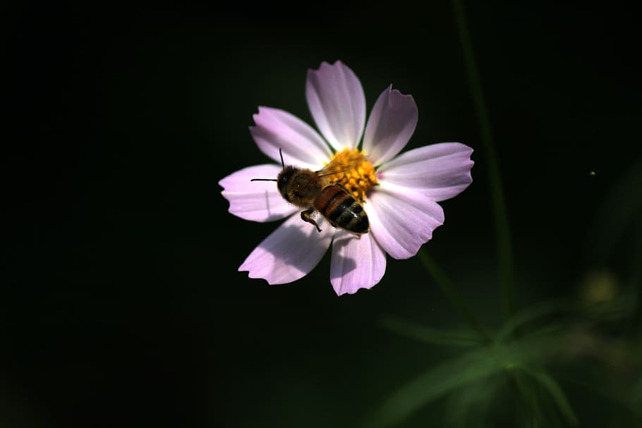 cosmos, bee, bug, flowers, summer, plants, nature, insects HD wallpaper