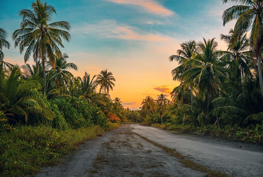 Photography of Dirt Road Surrounded by Trees, coconut trees, dawn