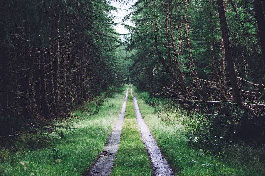 grass road between tree forest, plant, the way forward, direction HD wallpaper