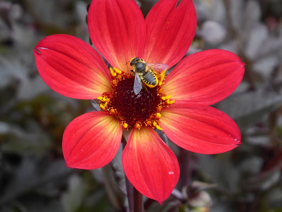 flower, bee, insect, honey, red, yellow, blossom, bloom, flowering plant HD wallpaper