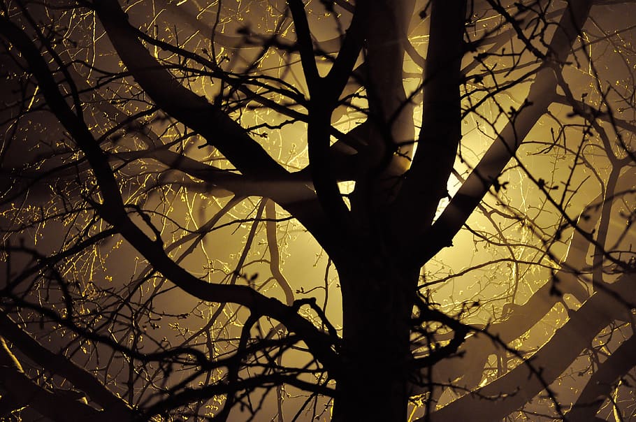 gray bare tree at golden hour, branch, plant, silhouette, nature HD wallpaper