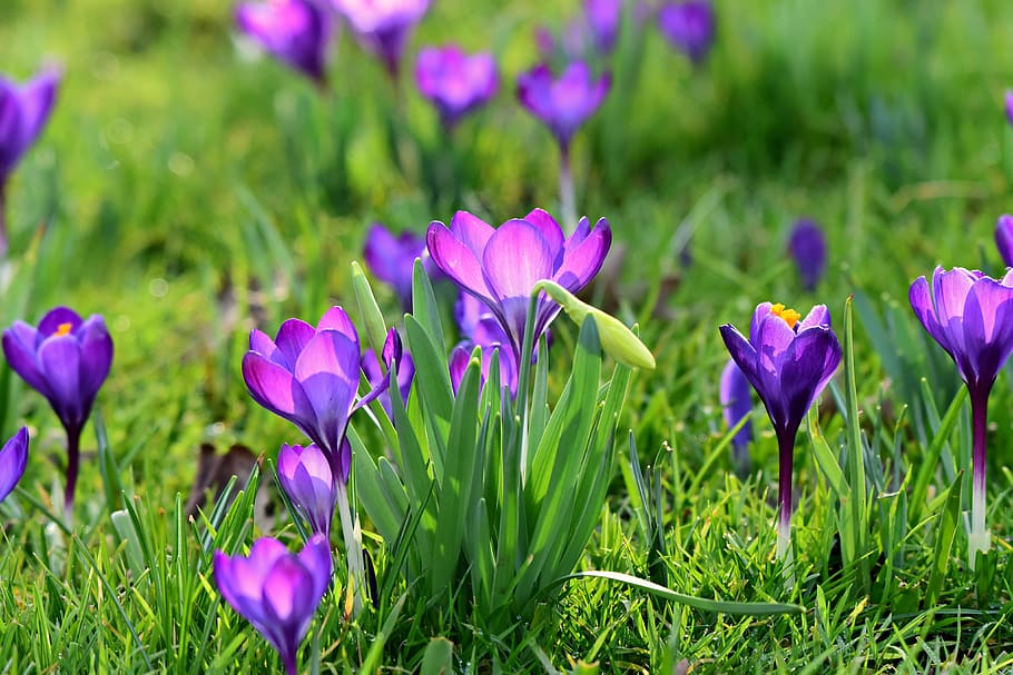 crocus, spring flower, blossom, springtime, plant, garden, grass HD wallpaper