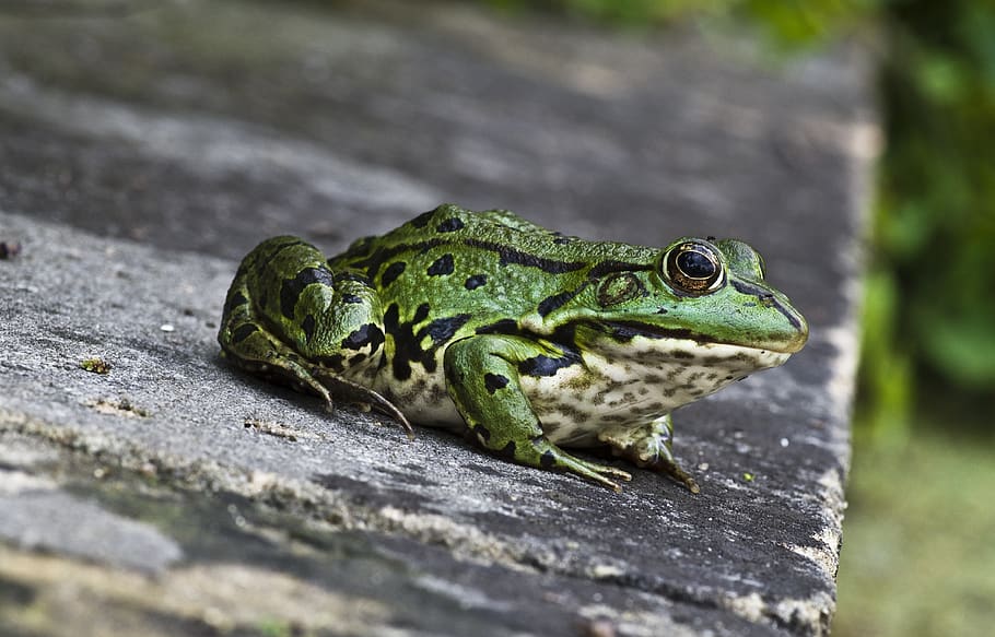 frog, close up, green, animal themes, one animal, animals in the wild HD wallpaper