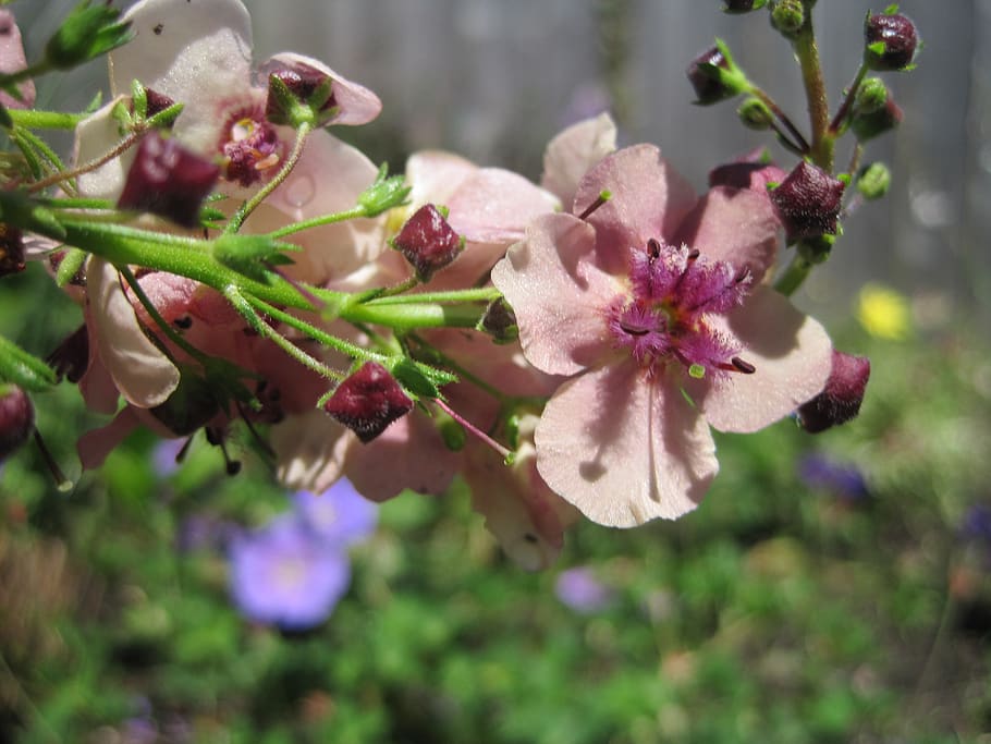 united states, gloucester, flowering plant, vulnerability, fragility HD wallpaper