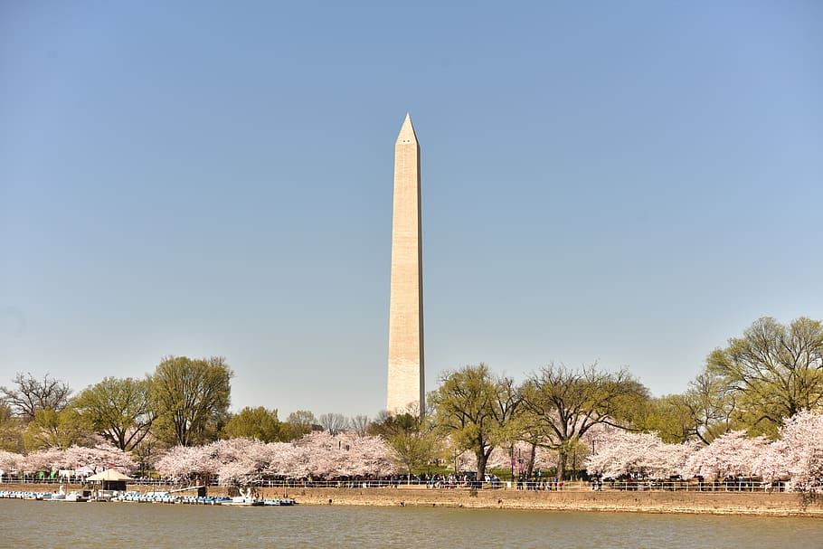 Free Photo  Washington dc cherry blossom