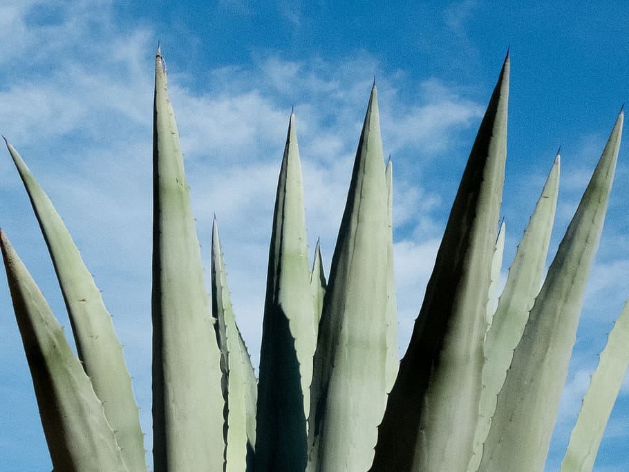 green spiky leaf plant, sky, cloud - sky, nature, no people, day HD wallpaper