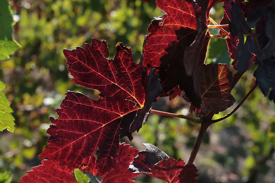 vine, autumn, red, light, fall foliage, fall color, wine leaf HD wallpaper