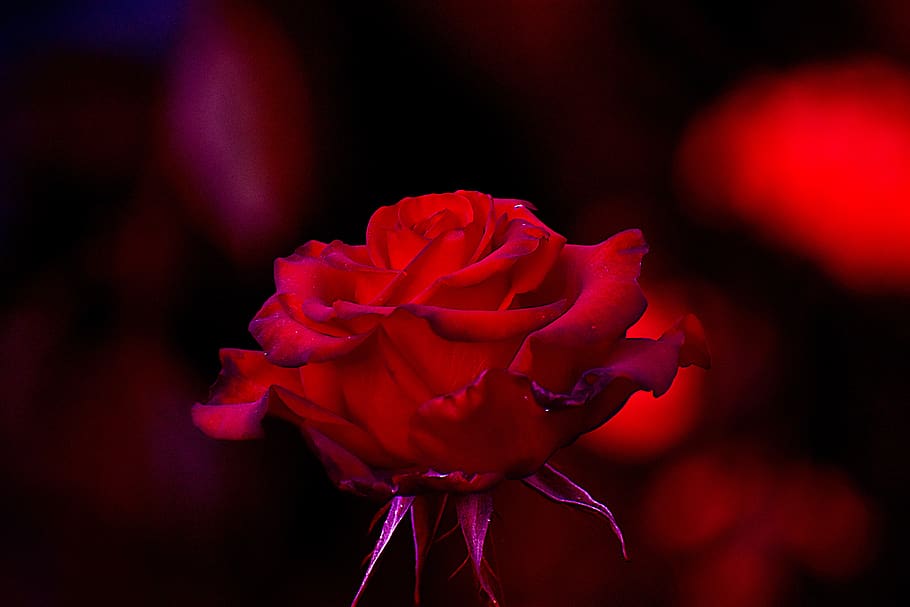 flower, nature, romantic, rosa, spring, garden, petals, beauty HD wallpaper