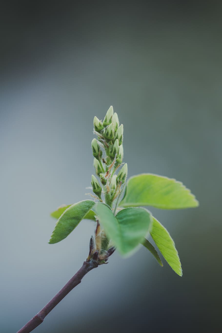 Green-leafed Plant, background, bloom, blossom, branch, bright HD wallpaper