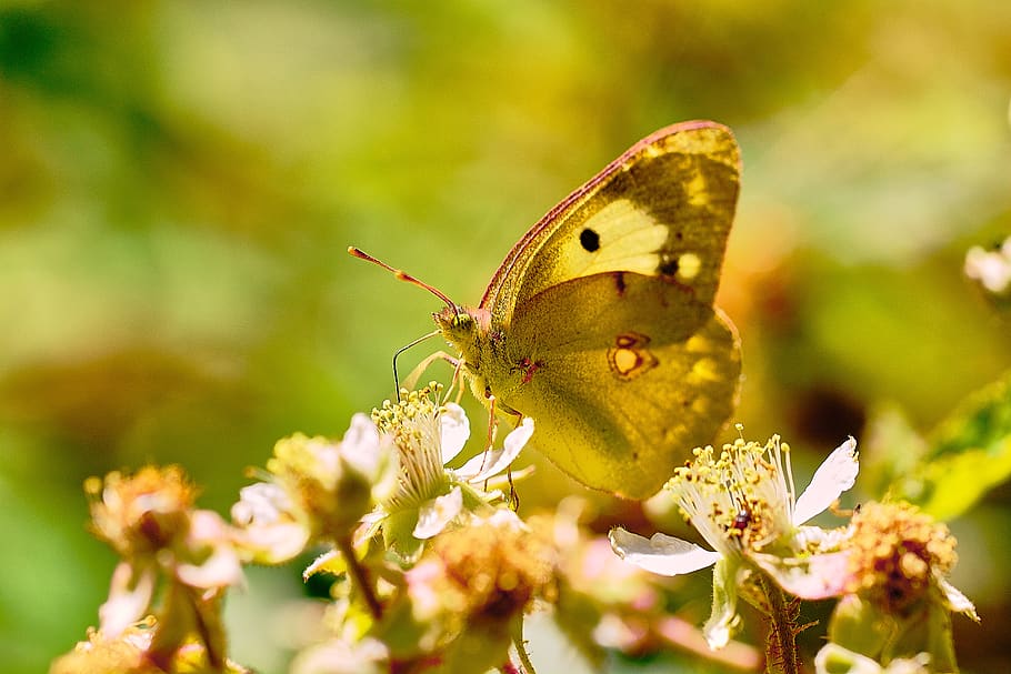 butterfly, insects, animals, nature, wings, fauna, colorful HD wallpaper