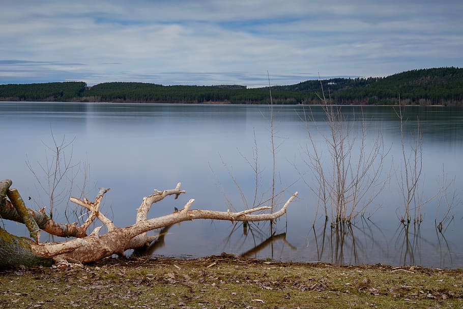 lake, tree, branch, green, sky, landscape, nature, waters, forest HD wallpaper
