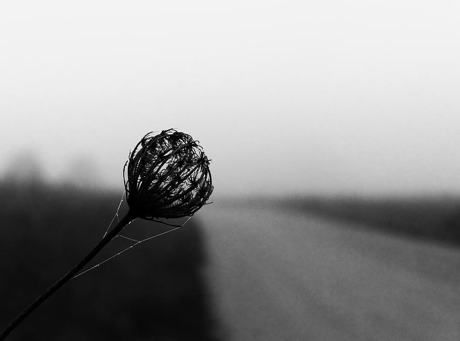 abstract, nature, no people, single object, focus on foreground HD wallpaper