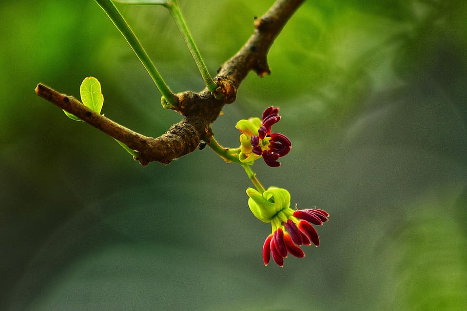 flower, red, tree, bud, beautiful, landscape, natural, plant HD wallpaper