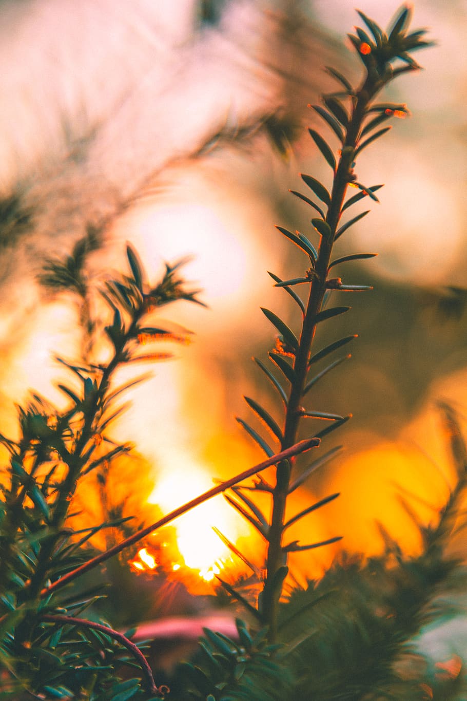 trees, forest, sunset, sunrise, sunshine, plant, leaves, lake HD wallpaper