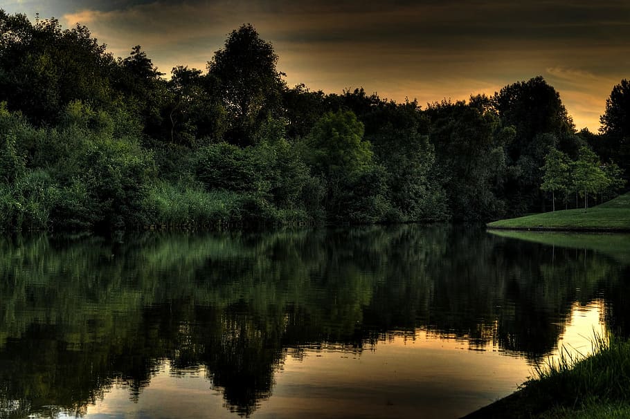 forest, jungle, wild, nature, green, tree, river, water, flow HD wallpaper
