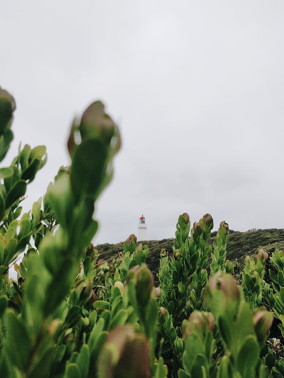 green leafed plant, green color, sky, nature, selective focus HD wallpaper