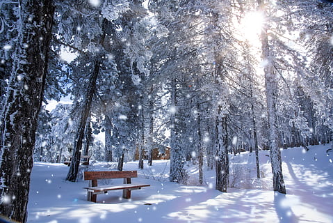 cyprus, troodos, snow, mountains, forest, winter, cold temperature HD wallpaper