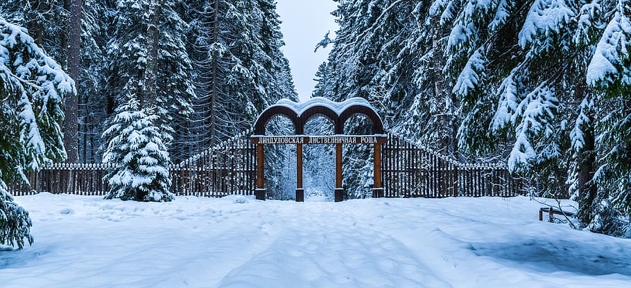 snow, winter, park, forest, gate, fence, trees, cold temperature HD wallpaper