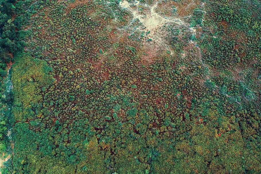 Green Moss, full frame, backgrounds, no people, multi colored HD wallpaper