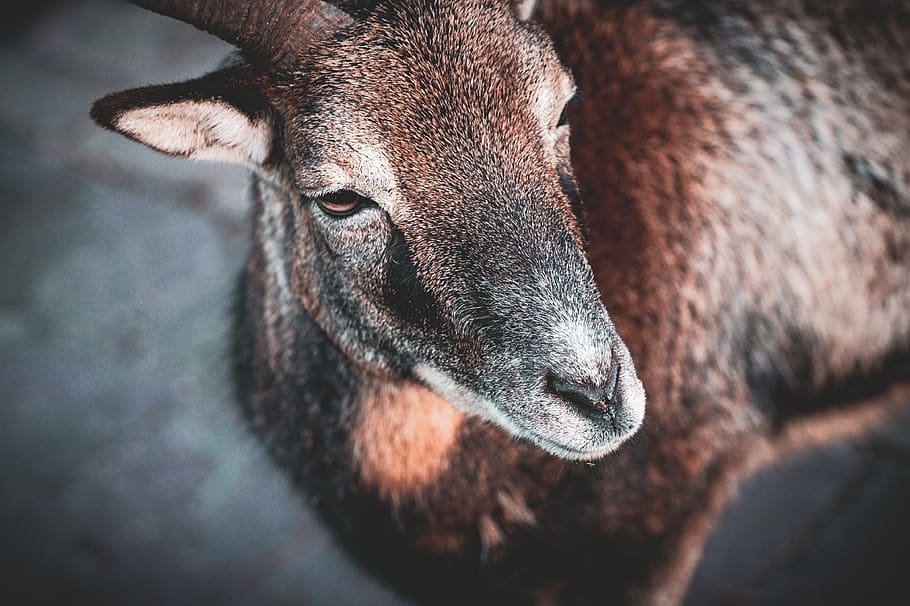 brown deer, animal, wildlife, mammal, goat, mountain goat, winter HD wallpaper