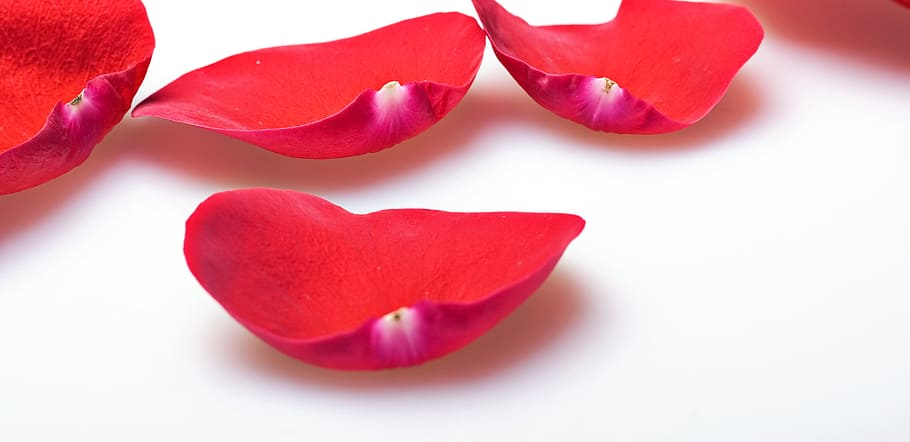 flower, fresh, gift, isolated, petals, photo, red, romance HD wallpaper