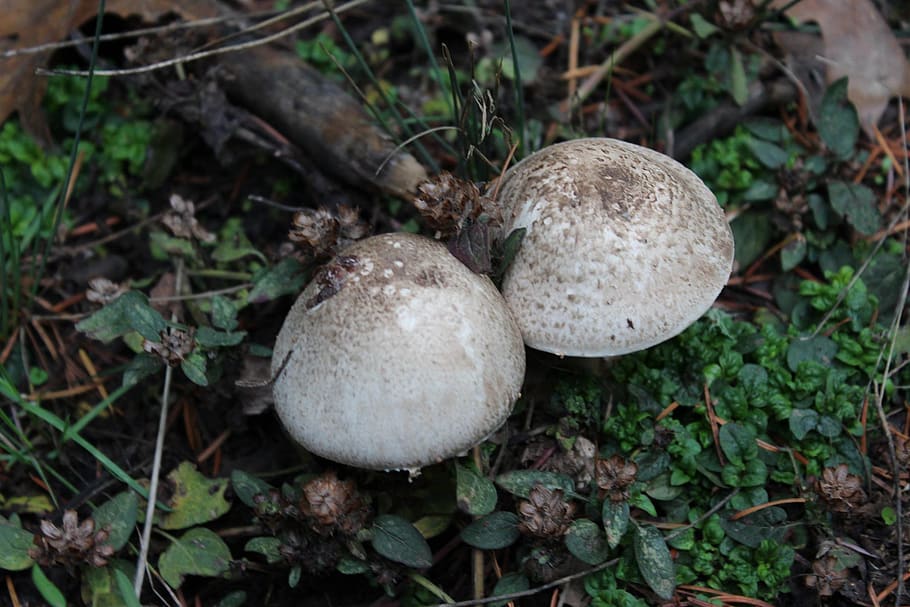 forest, mushrooms, food, fungus, growth, vegetable, plant, toadstool HD wallpaper