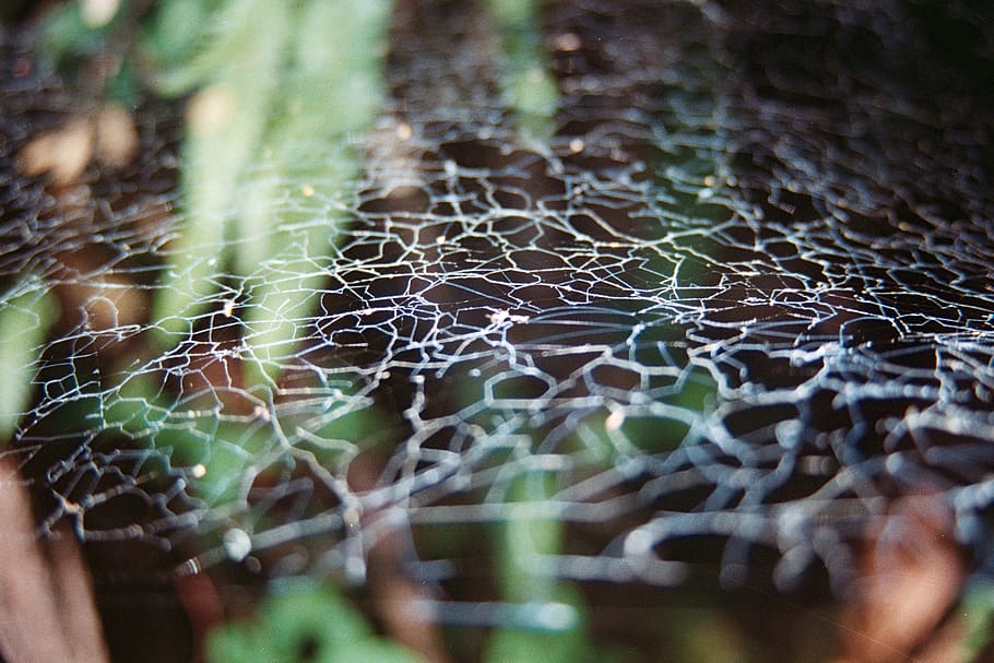 chile, pucón, spider web, pattern, forest, details, abstract HD wallpaper