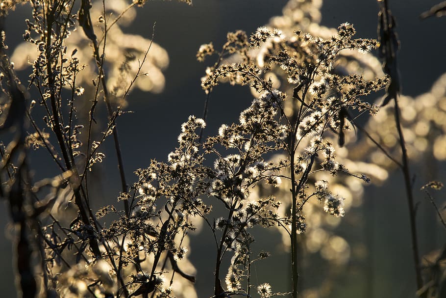 nature, sunset, autumn, macro, winter, plant, growth, beauty in nature HD wallpaper
