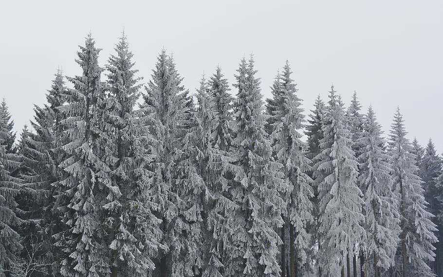 winter, cold, nature, wintry, winter magic, plant, cold temperature HD wallpaper