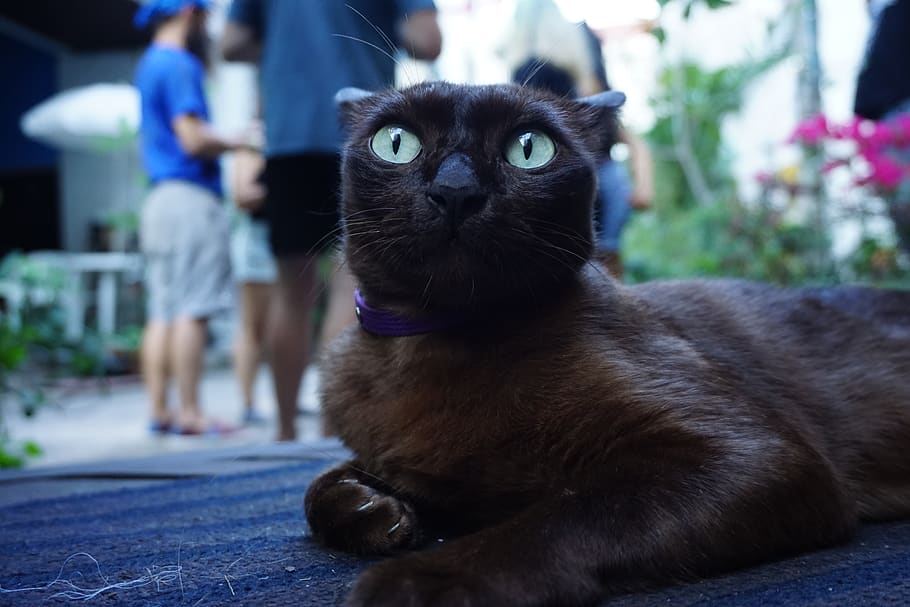 thailand, bangkok, bodega bangkok party hostel, cat, black cat