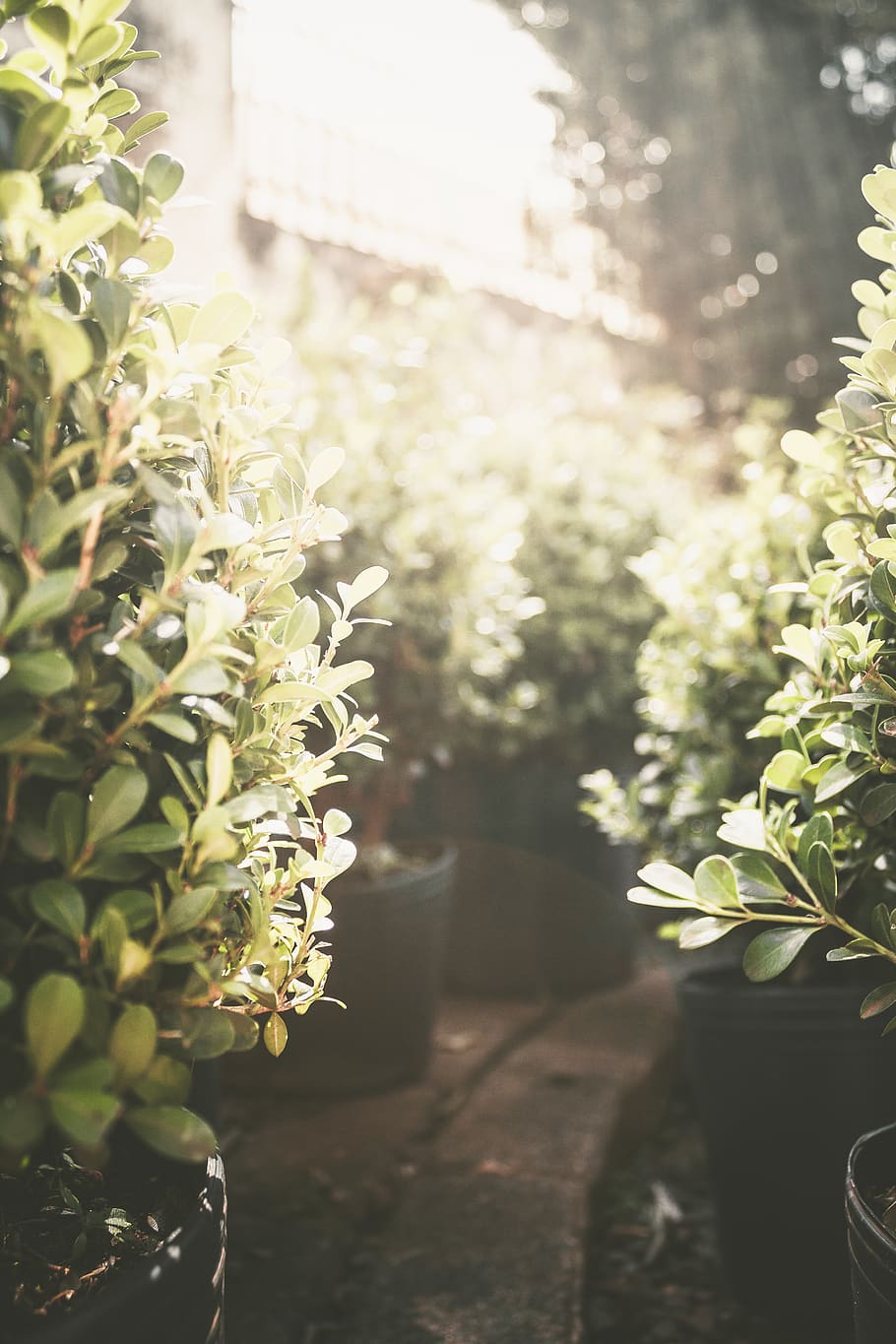 Potted Green Plants, bloom, blooming, blossom, blur, blurred background HD wallpaper
