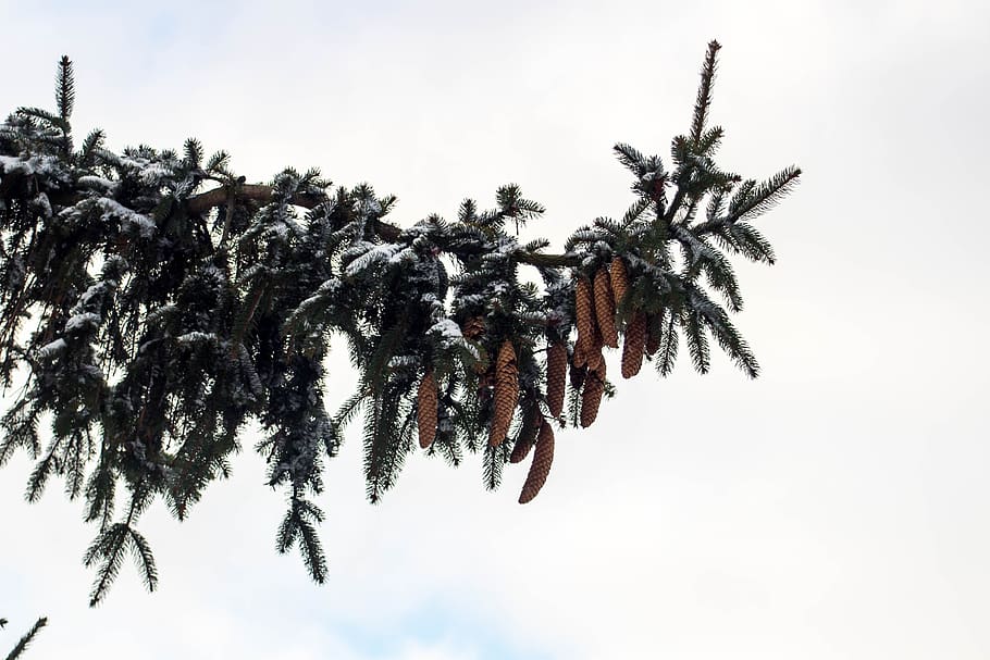 winter, snow, frost, tree, spruce, holidays, cones, plant, sky HD wallpaper