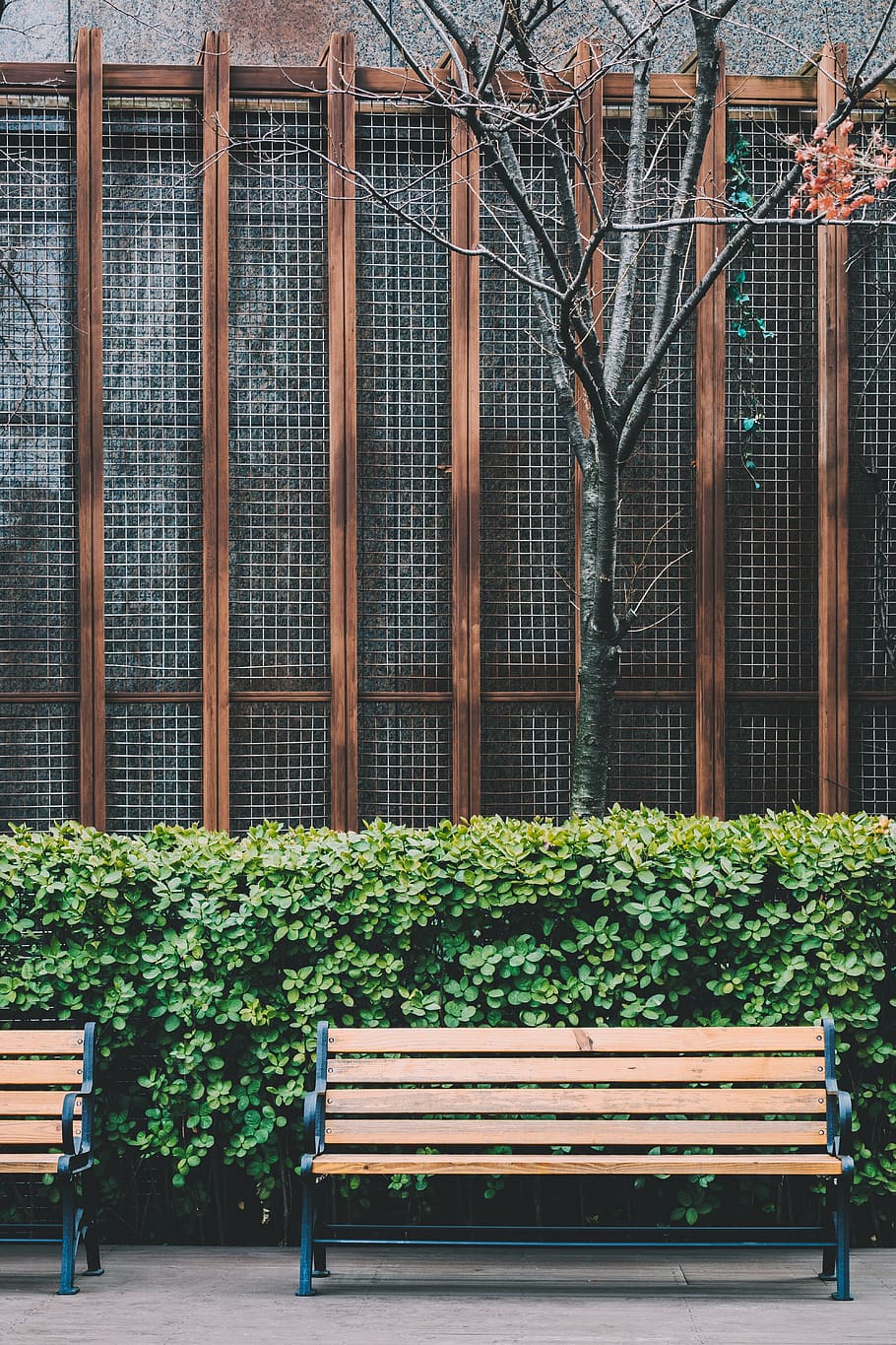 two unoccupied brown benches, plant, architecture, seat, day HD wallpaper
