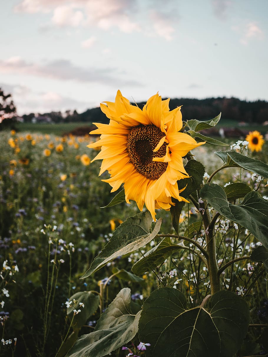 yellow sunflower, flowering plant, growth, freshness, fragility HD wallpaper