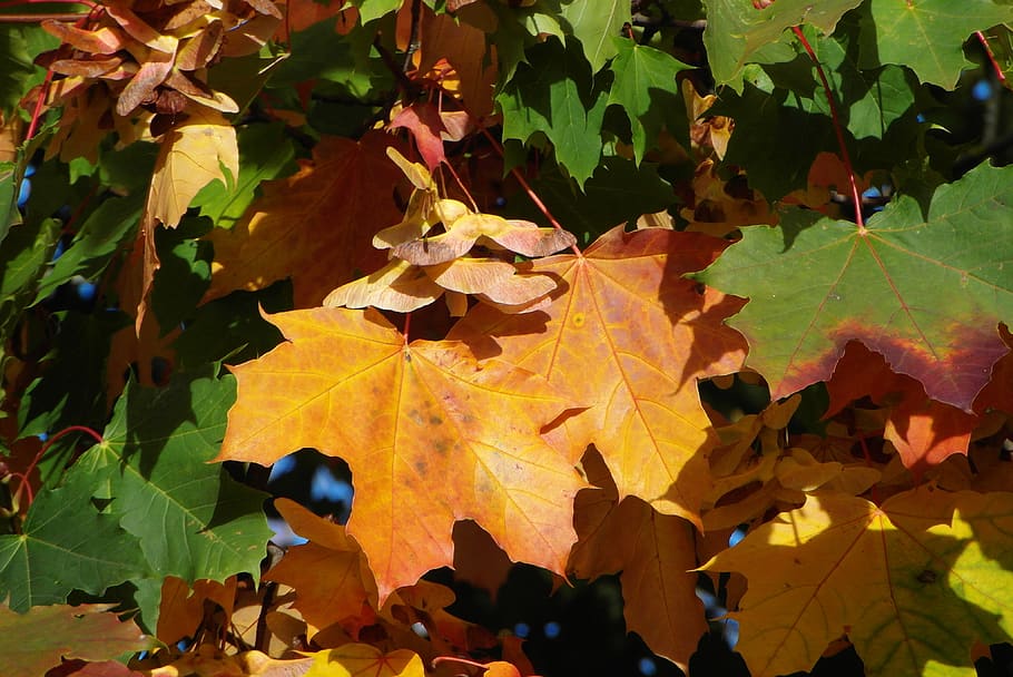 clone, foliage, autumn, tree, colored, plant part, leaf, change HD wallpaper