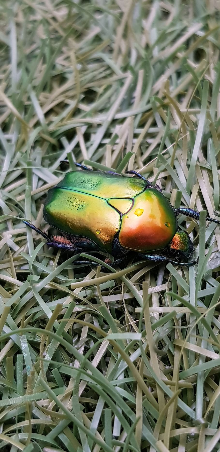 bug, beetle, amazing, beautiful, insect, animal wildlife, animals in the wild, HD wallpaper