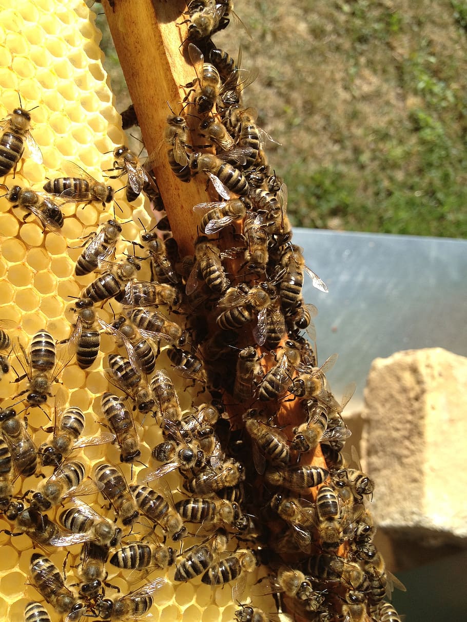 bees, beekeeping, blossom, bloom, insect, beehive, honey, animals in the wild HD wallpaper