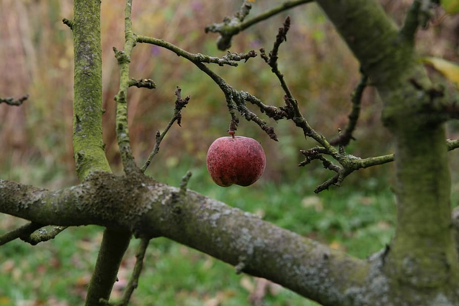 autumn, apple, fruit, red, ripe, healthy eating, plant, food HD wallpaper
