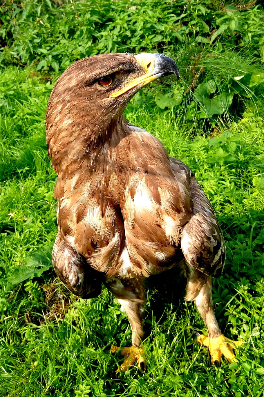 falcon, bird, feather, plumage, nature, hawk, predator, wild HD wallpaper