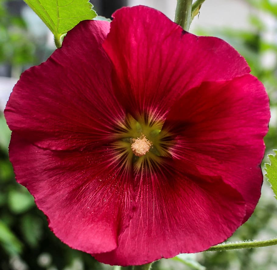 blossom, bloom, petals, red, sprout, plant, flower, go up, grow HD wallpaper