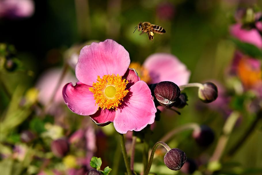 japanese anemone, fall blooming anemone, flower, plant, blossom