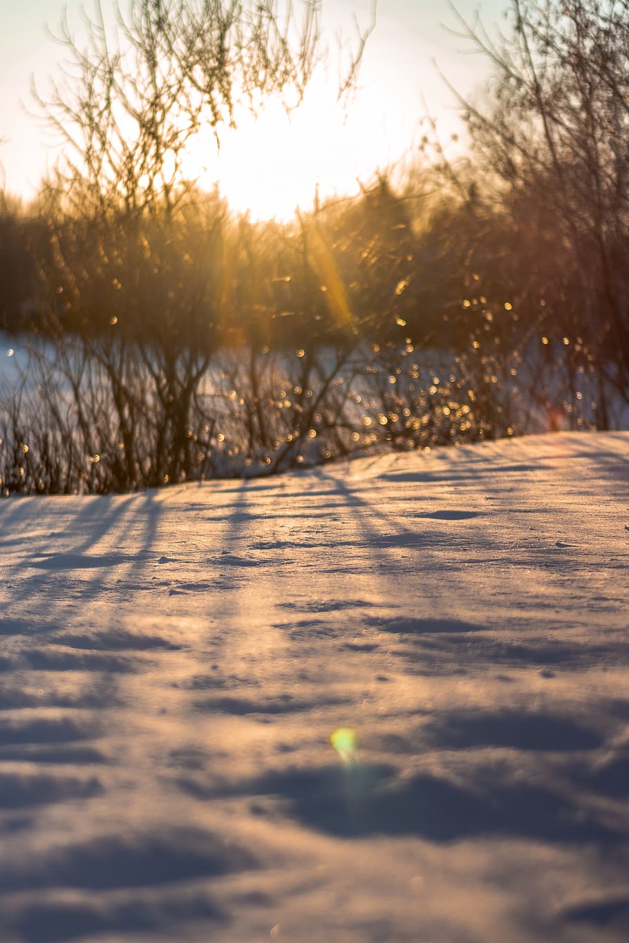 grass field, snow, cold temperature, winter, plant, sunlight HD wallpaper