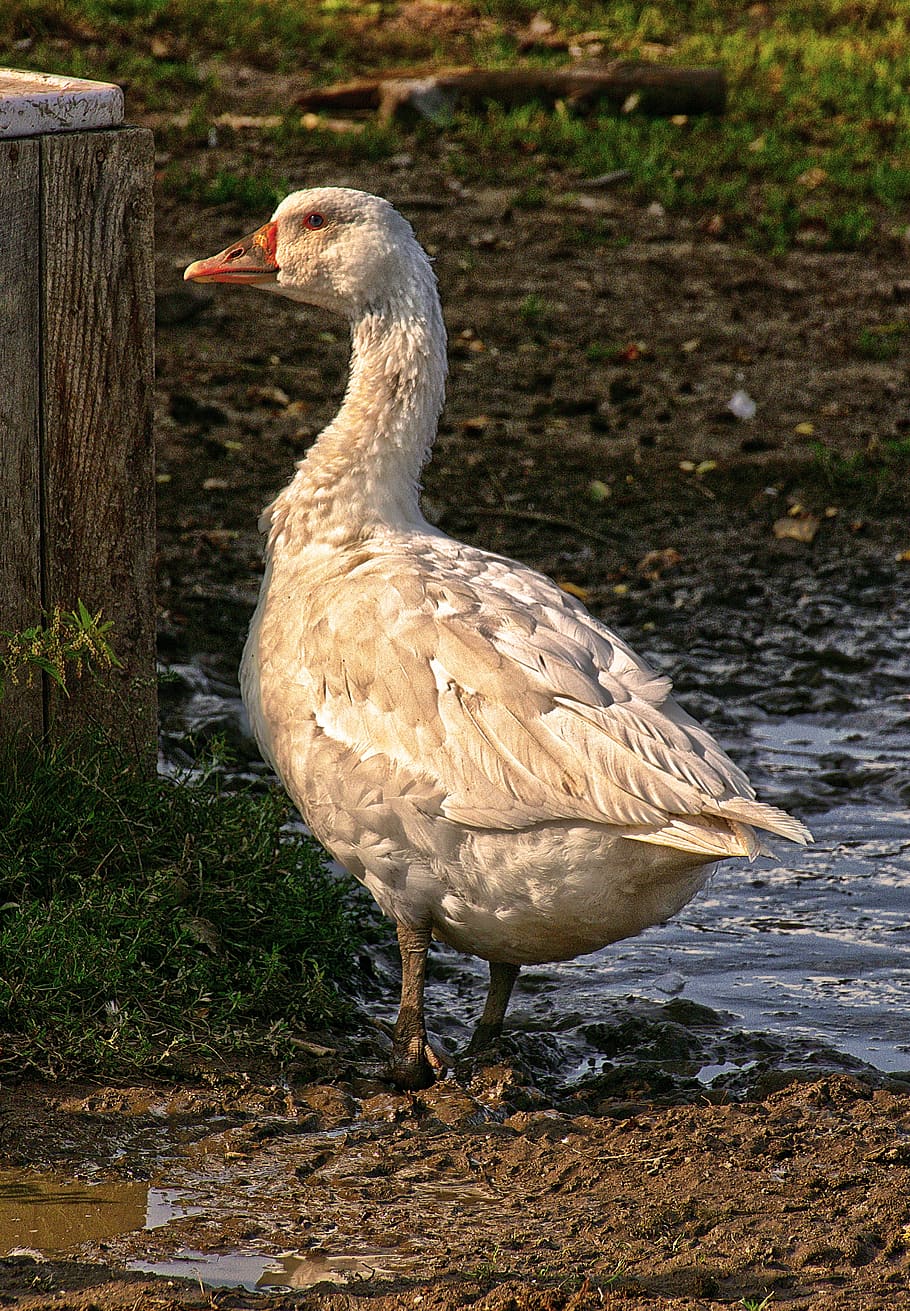 goose, poultry, farm, range, domestic goose, livestock, st martin's goose, HD wallpaper