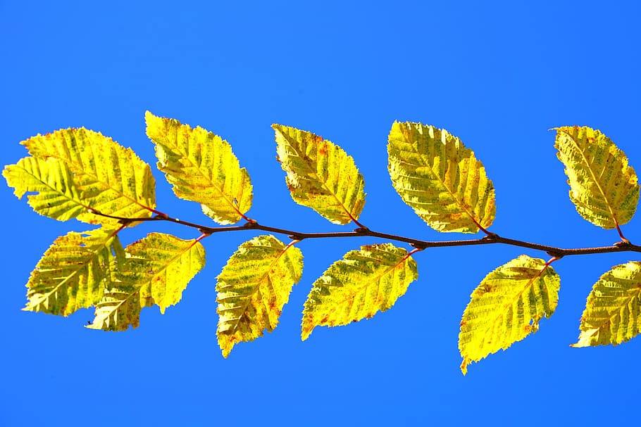 leaves, leaf coloring, fall foliage, fall color, yellow, golden HD wallpaper