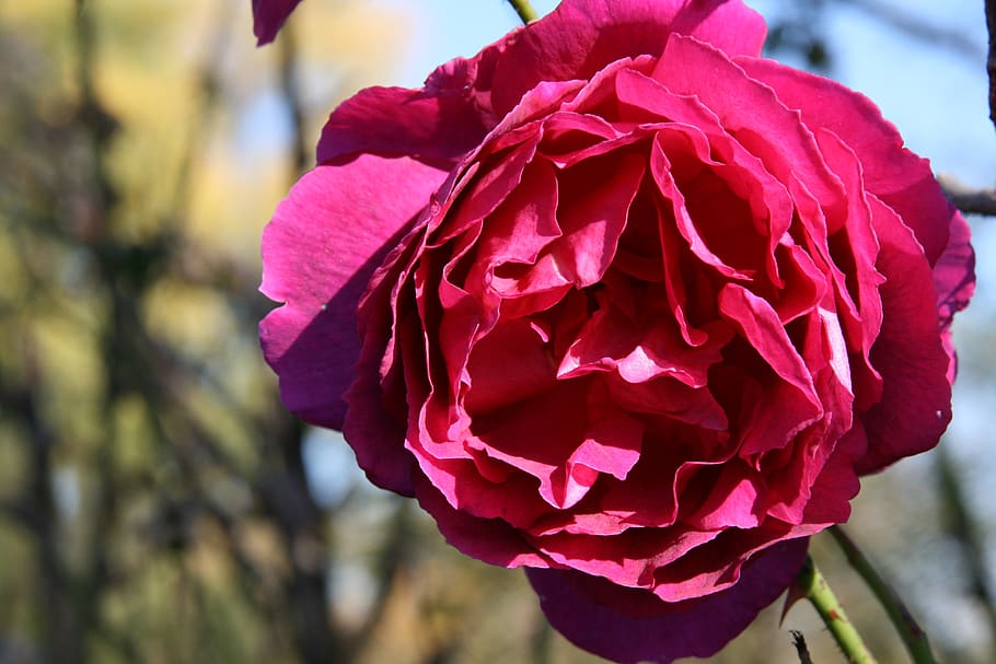 blossom, bloom, rose, red, pink, petals, flower, flowering plant HD wallpaper