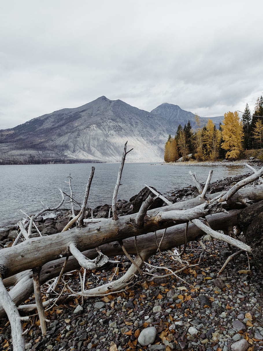 gray driftwood, united states, columbia falls, rubble, gravel HD wallpaper